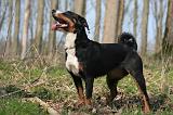 BOUVIER D'APPENZELL 034